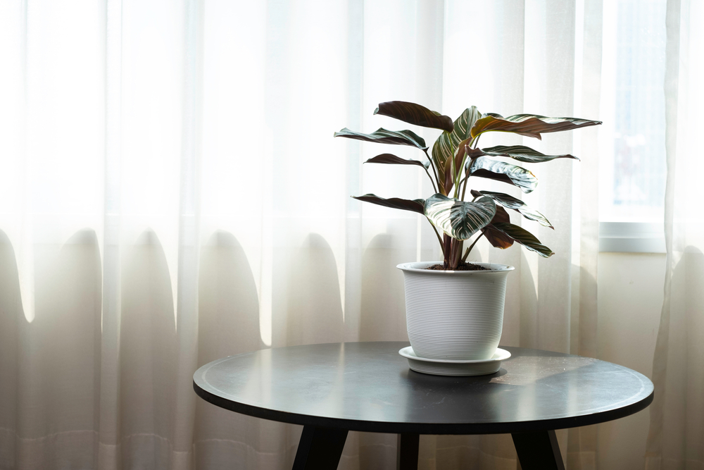Calathea ornata, planta care se roagă, într-un ghivechi alb pe o masă în sufragerie, ferită de lumina directă a soarelui.