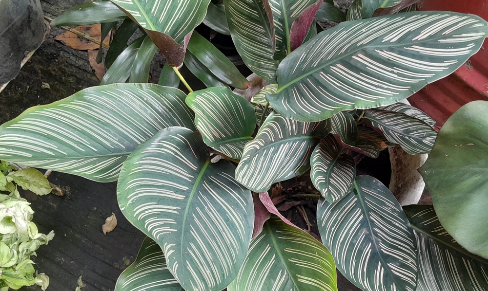 Detalii frunze în dungi ale plantei Calathea ornata, planta care se roagă.