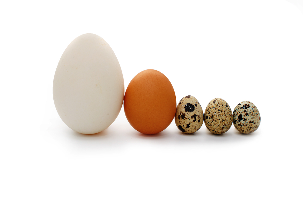 calorii tipuri de oua