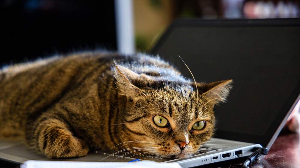 De ce se așază pisica exact pe laptop când vrei să lucrezi. Explicația specialiștilor